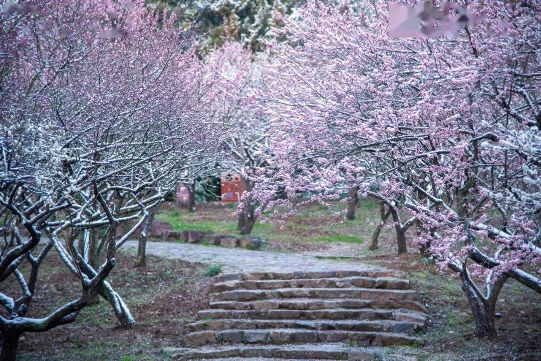 落雪为信,想必你同我一样,期待着梅园漫山被白_梅花_winter_江苏