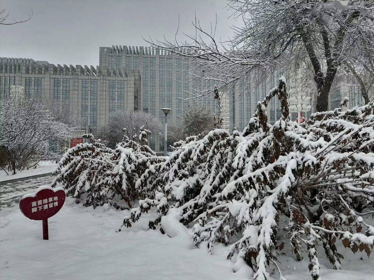 中雪是多大的雪图片