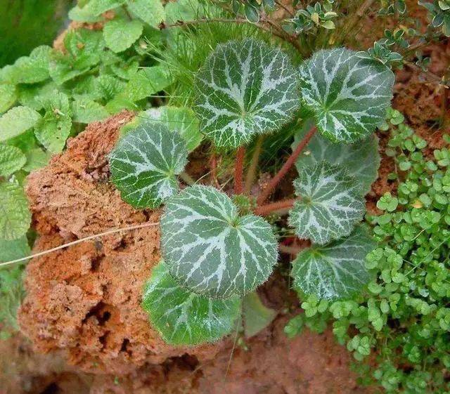 绣花针种植方法图片