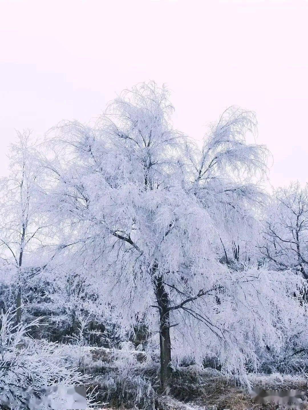 冰雪精灵——雾凇图片