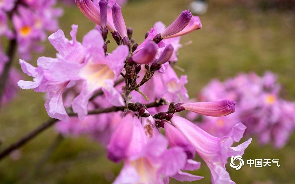 北赏雪花南赏鲜花 广西南宁紫花风铃木惊艳绽放_图片_中国_天气