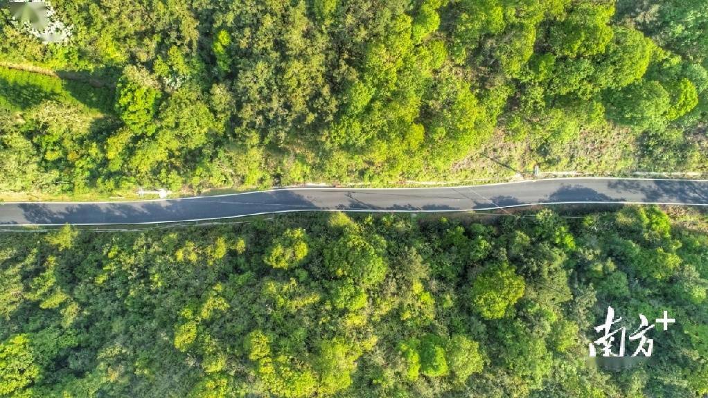 鳳凰山茶旅走廊綠色通道林示範點建設.