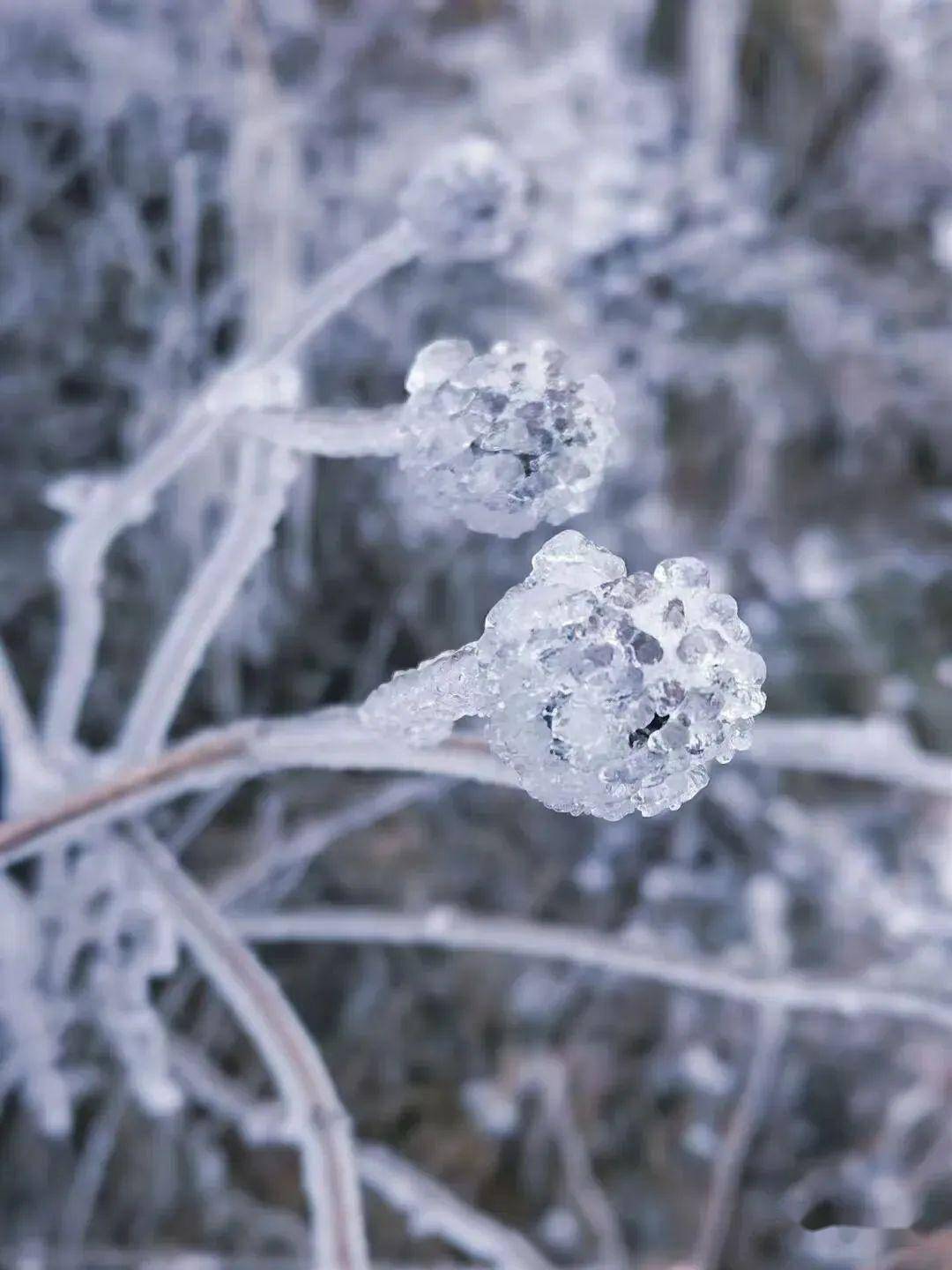 冰雪精灵——雾凇图片