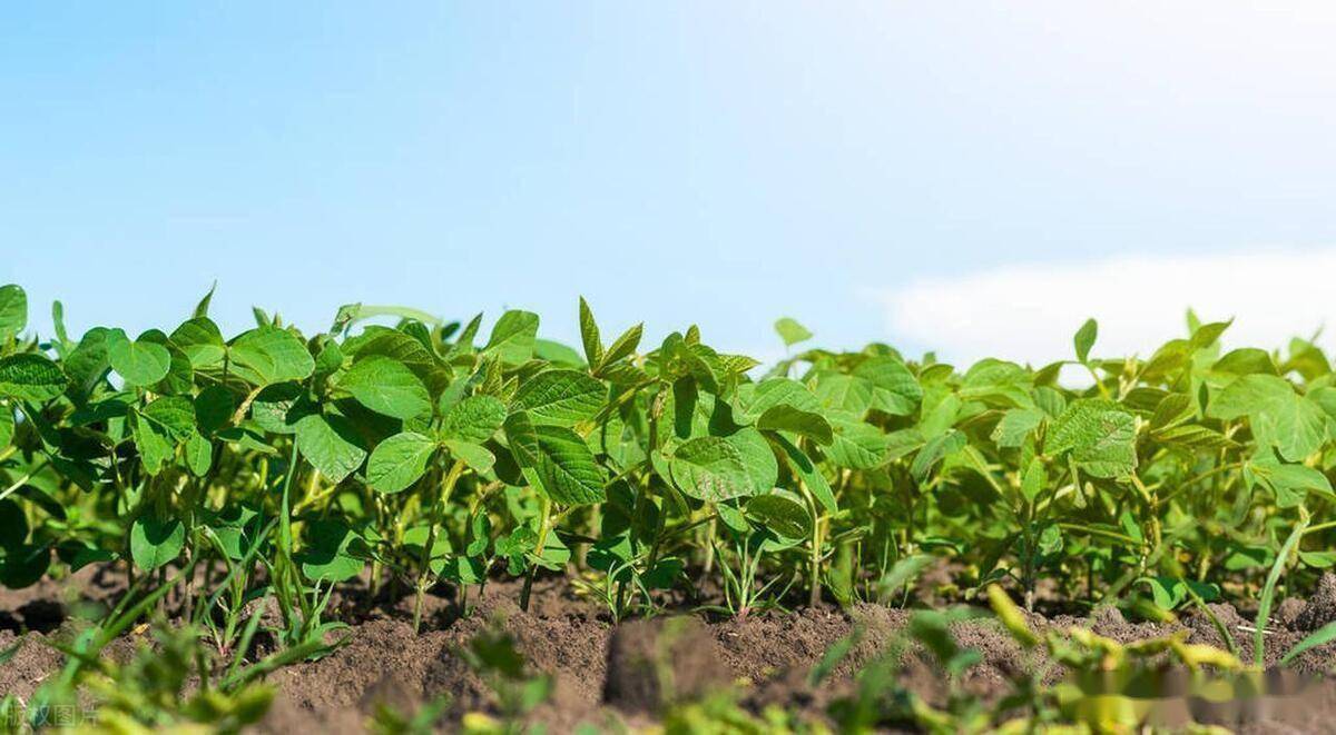 新疆春大豆膜下滴灌高产栽培技术_cm_需水_施入