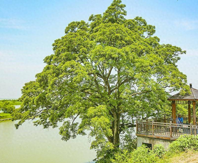 益阳名木古树│洞庭村重阳木_龙女_美景_水面