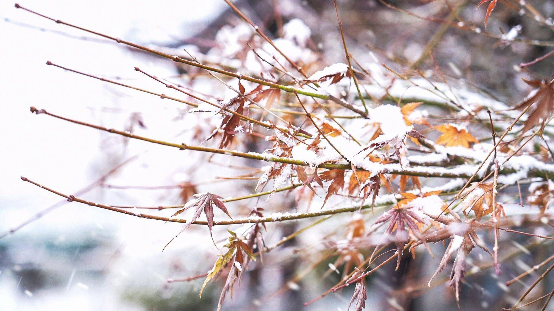 雪景