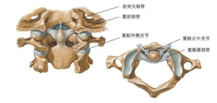 中關節構成,寰樞關節的運動幾乎是唯一的軸性旋轉,因受翼狀韌帶的限制