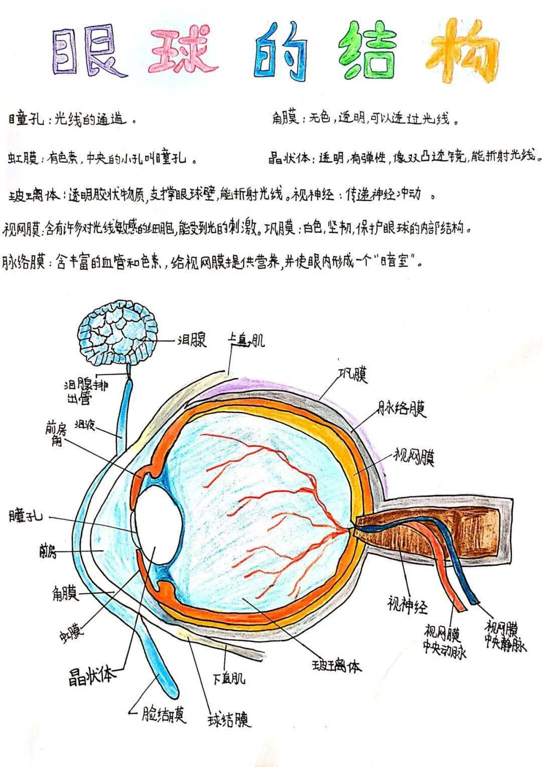 挹秀園| 科學護眼 