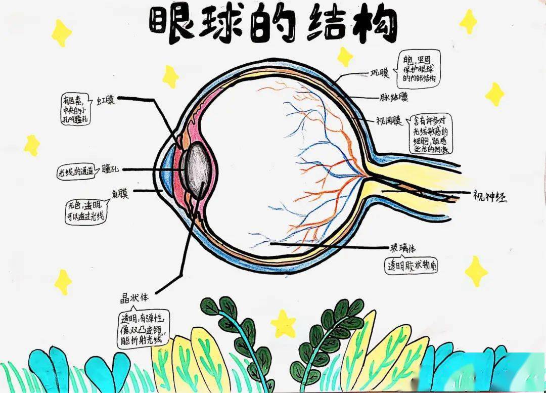 他们调查了解眼球的结构,拆解并记录每个部分的名称和作用,以图文或