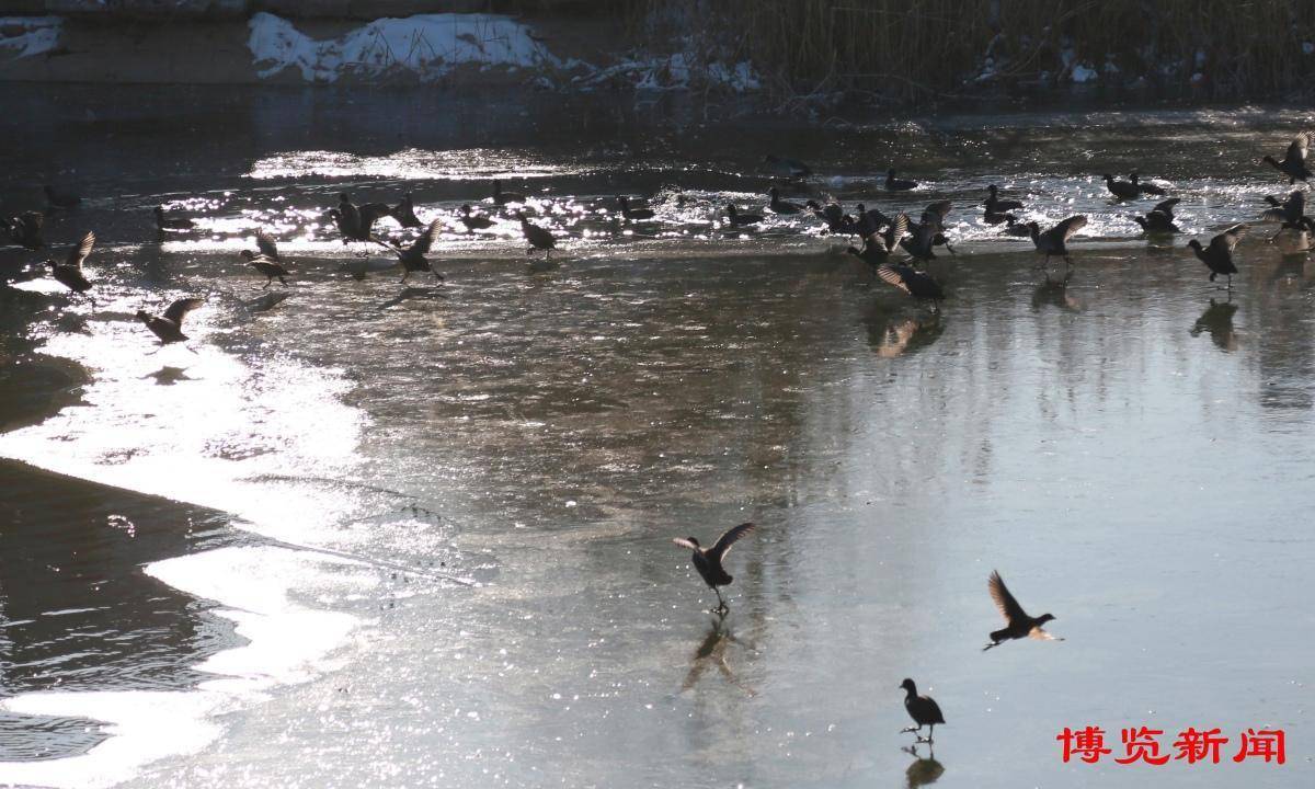 12月18日,桓臺馬踏湖景區,堤岸白雪覆蓋,湖水清冽晶瑩,樹木披上了銀裝