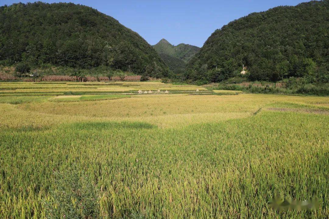 真情实干 "驻"到群众心坎上——记镇宁马厂镇凡旗村驻村第一书记文忠