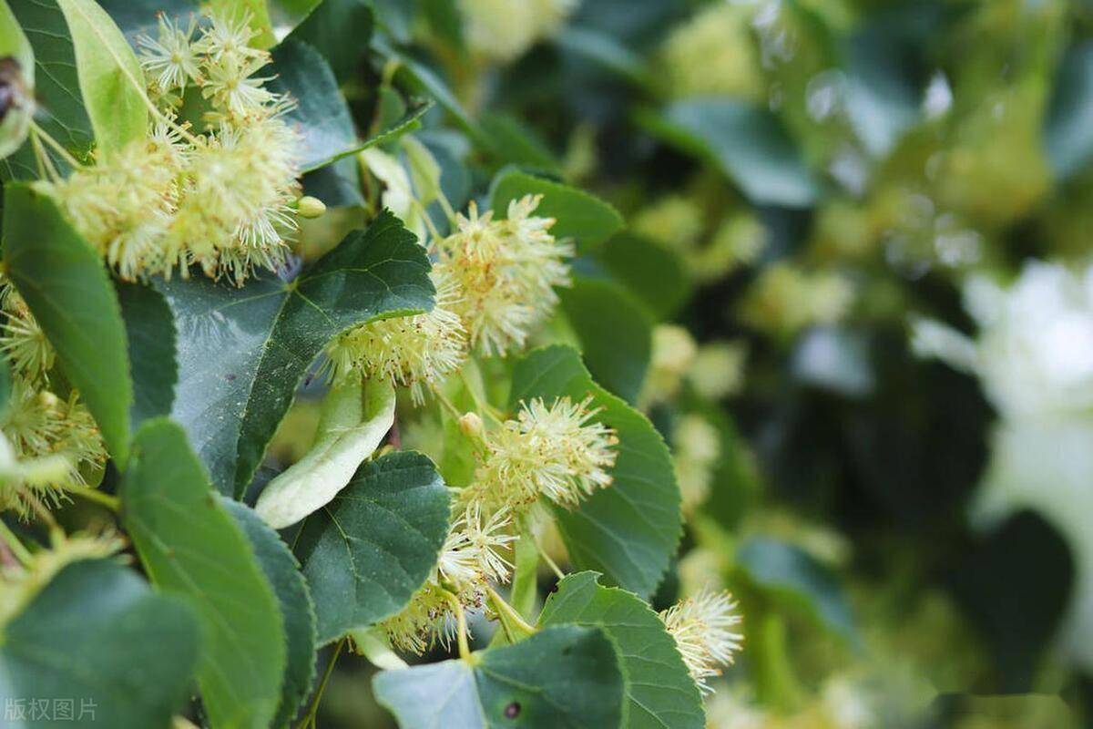 45種行道樹特性和應用_土壤_萌芽_氣候