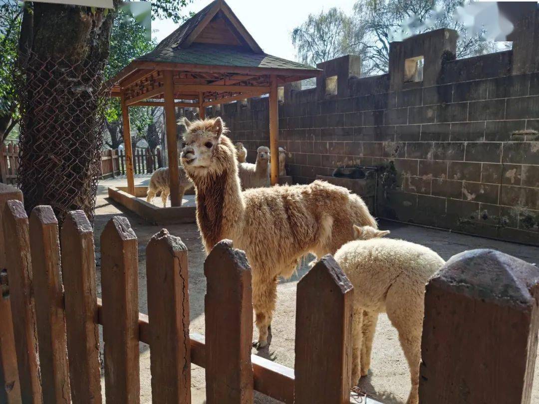 六盘水动物园防寒神器全部到位~_乌蒙_环境_措施