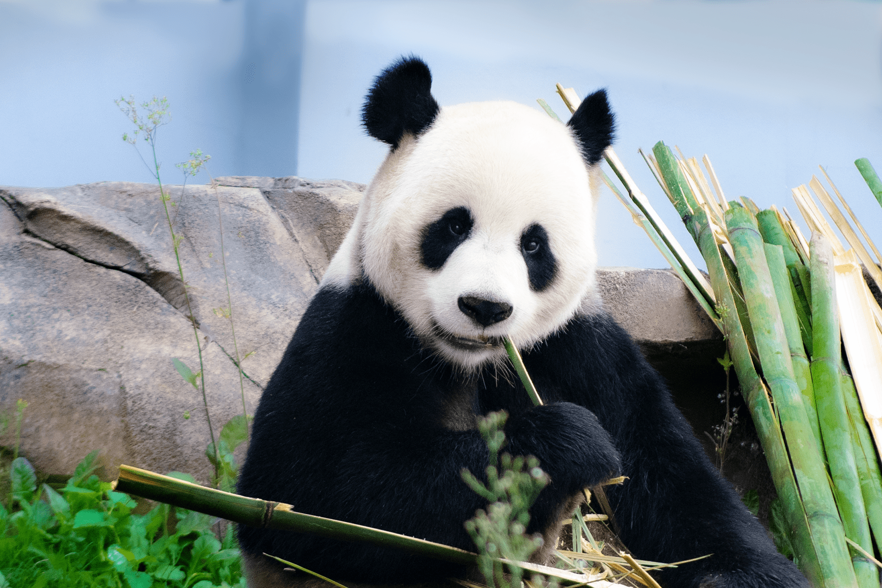 探访秦岭大熊猫研究中心 “滚滚”游戏戏耍|大熊猫|熊猫|楼观台_新浪新闻