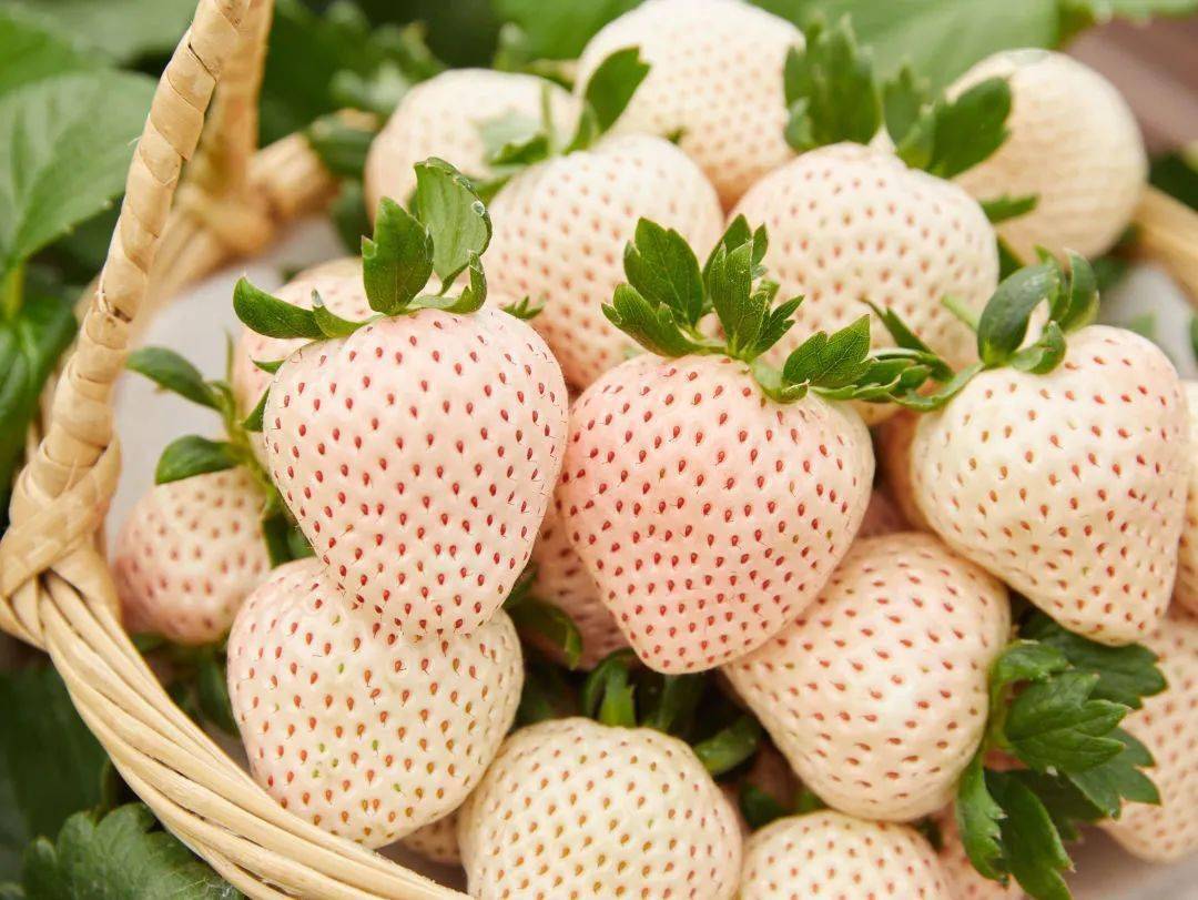 12月22日,带你解锁高颜值"梦"系列白草莓新品种_果实_尚田_顶果