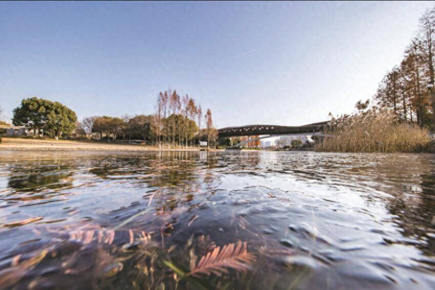 南京河西城市生态公园湖面冰封 冬景如画