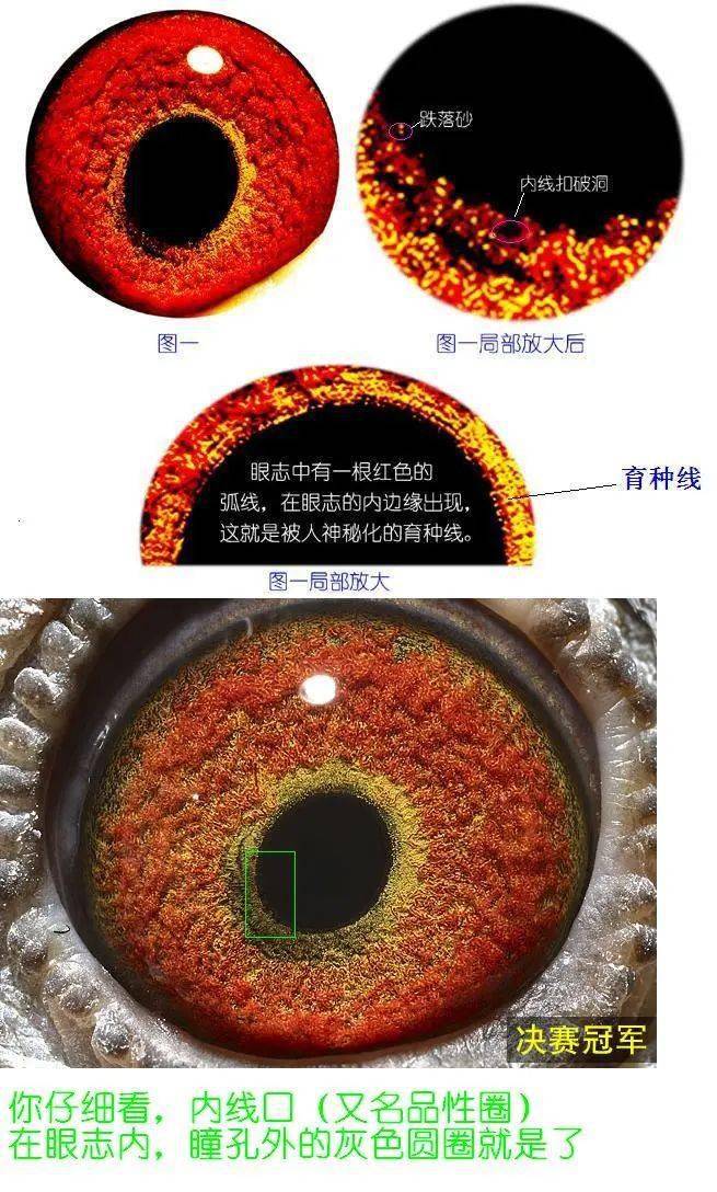 鸽子眼睛分类图片图片