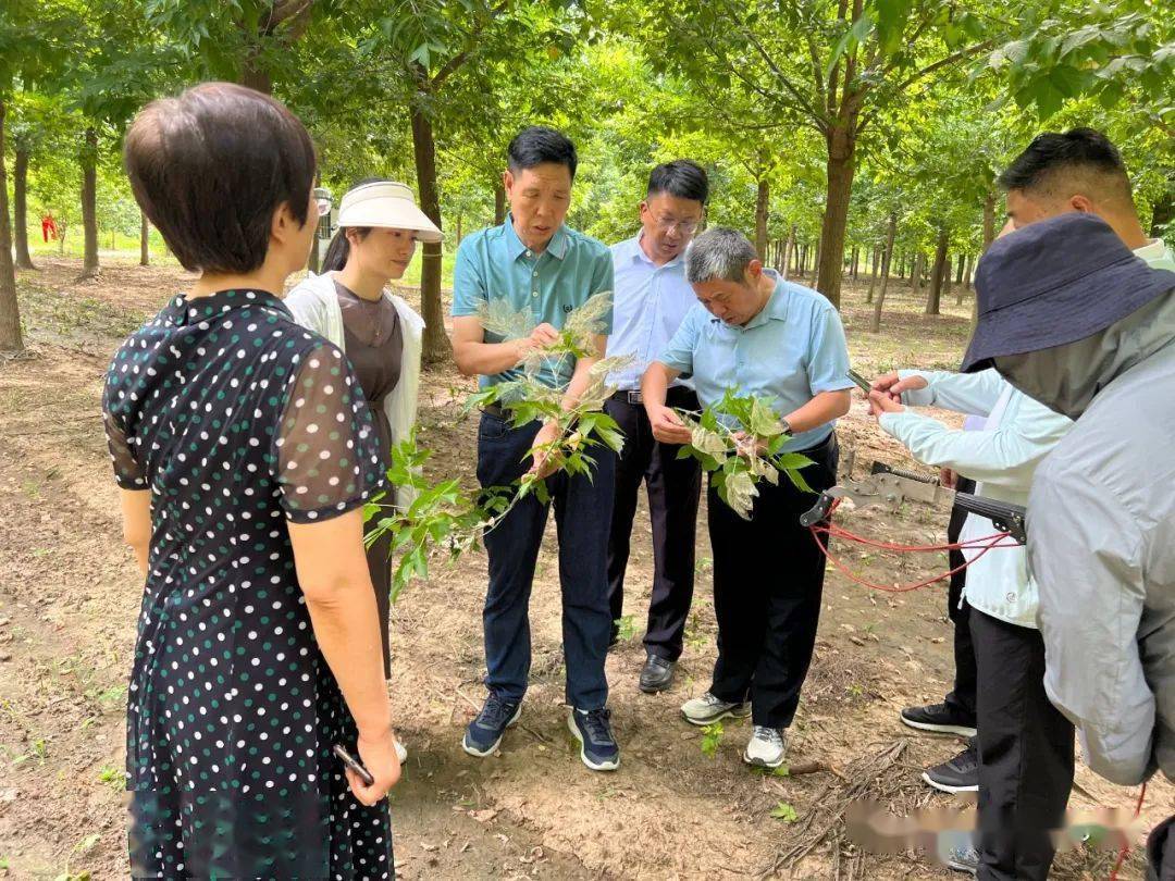 上世紀80年代,泡桐是平原綠化的主要樹種,栽植面積大,分佈範圍廣,深受