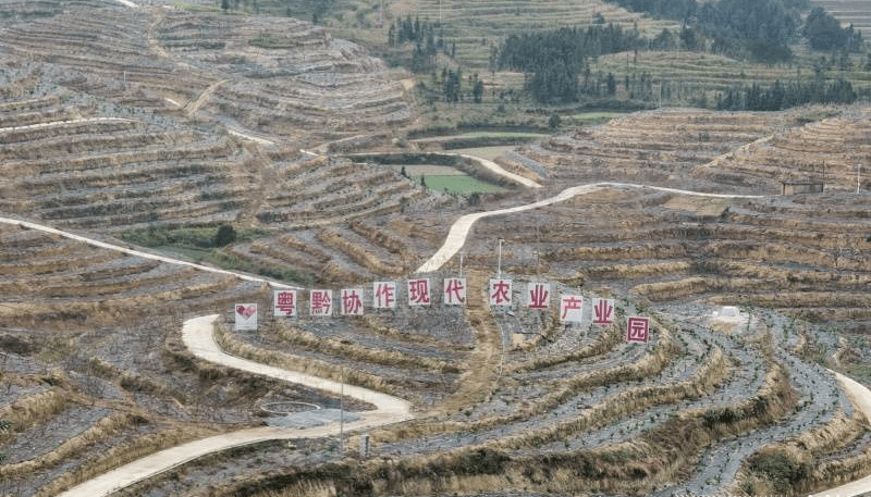 广黔十年 共绘蓝图｜携手共建云岭精品水果数字化产业示范基地 建设 一体化 发展