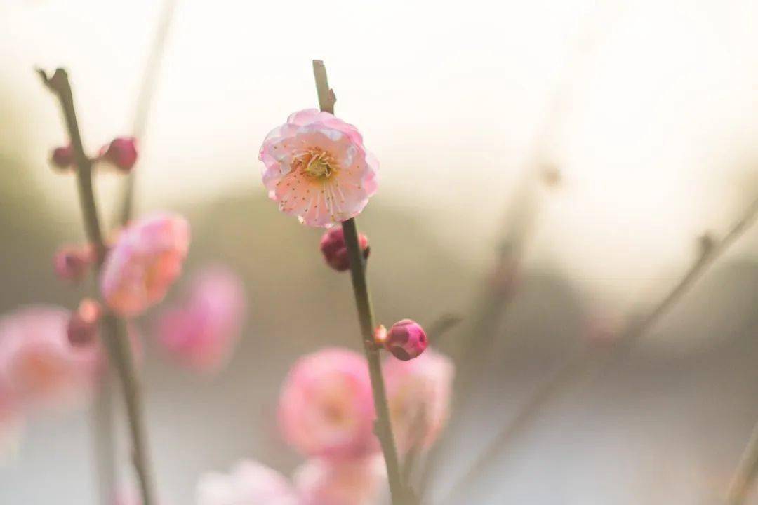 知書達禮丨10首冬梅詩詞,暗香疏影,孤芳一世,唯美了整個冬天_梅花_花