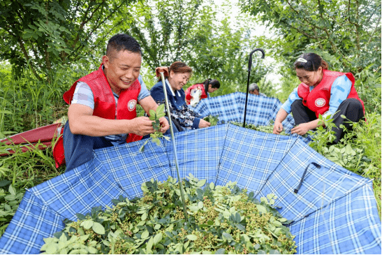 新舟鎮區,鎮人大代表張顯喜在群樂村蘇家溝花椒基地採摘花椒持續抓好