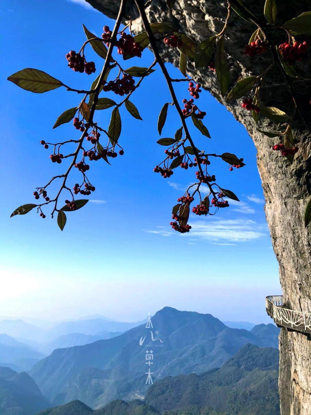 2023自然總結:紅塵滾滾,幸好還有草木_植物_寧波_工作