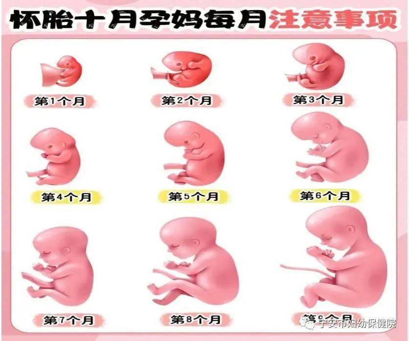 【婦幼科普】孕期1-40周注意事項,超實用!_小寶寶_飲食_心情