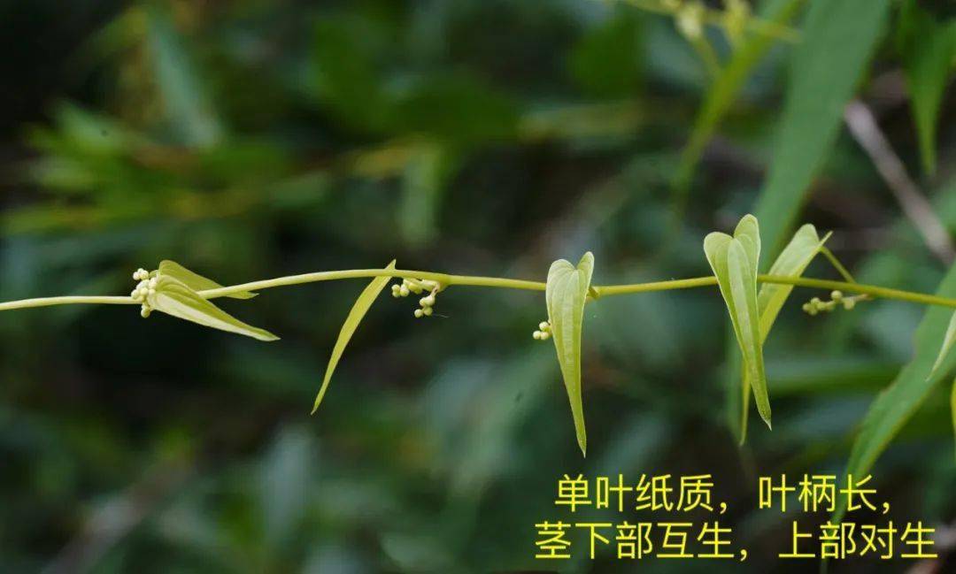 良药佳肴保健康,日本薯蓣响当当 百草团畲药系列之(八十八)(知药知