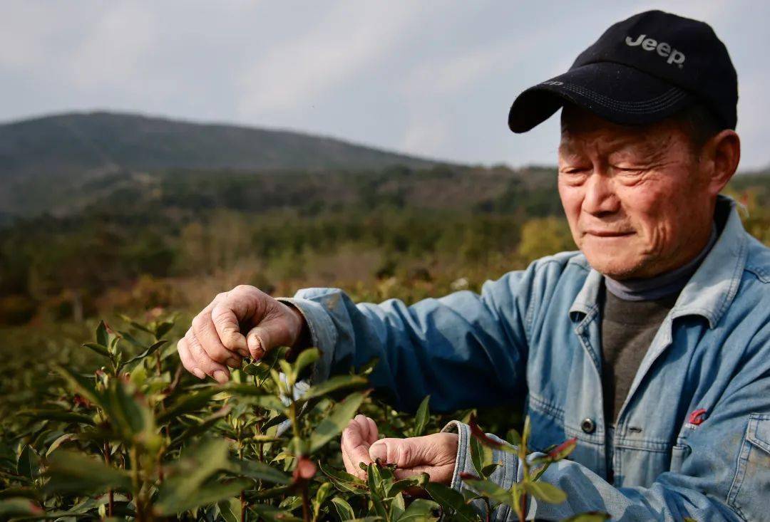 38年,百折不挠绿化荒山4000亩!为马鞍山的他点赞_易厚掌_母亲_山头