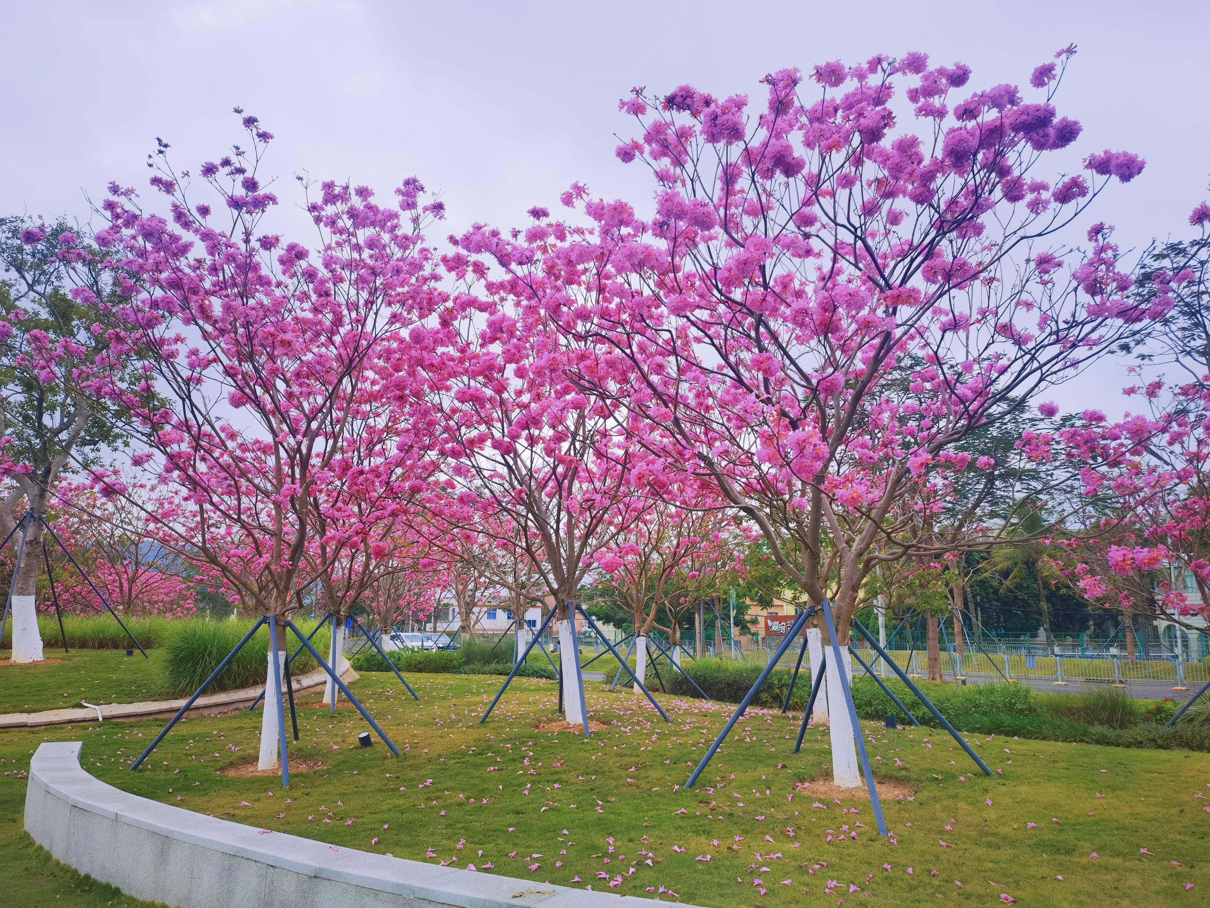 新会紫花风铃生态园图片