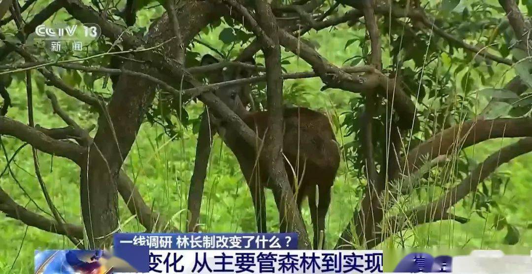 位於四川馬爾康的四川省梭磨河森林公園前不久拍攝到的畫面裡,金錢豹