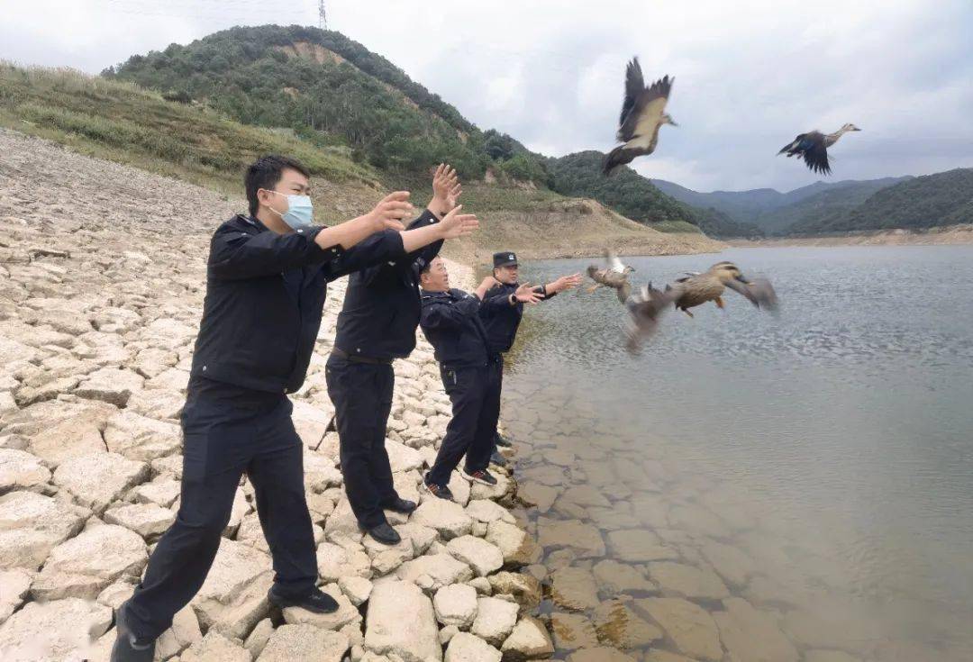 行动中,在陆良县闵某家中及其莲藕田中查获其非法猎捕的疑似野鸭26只