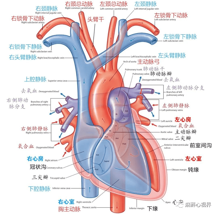 主動脈鈣化右肺動脈栓塞左肺動脈缺如和動脈導管未閉肺動脈擴張內容