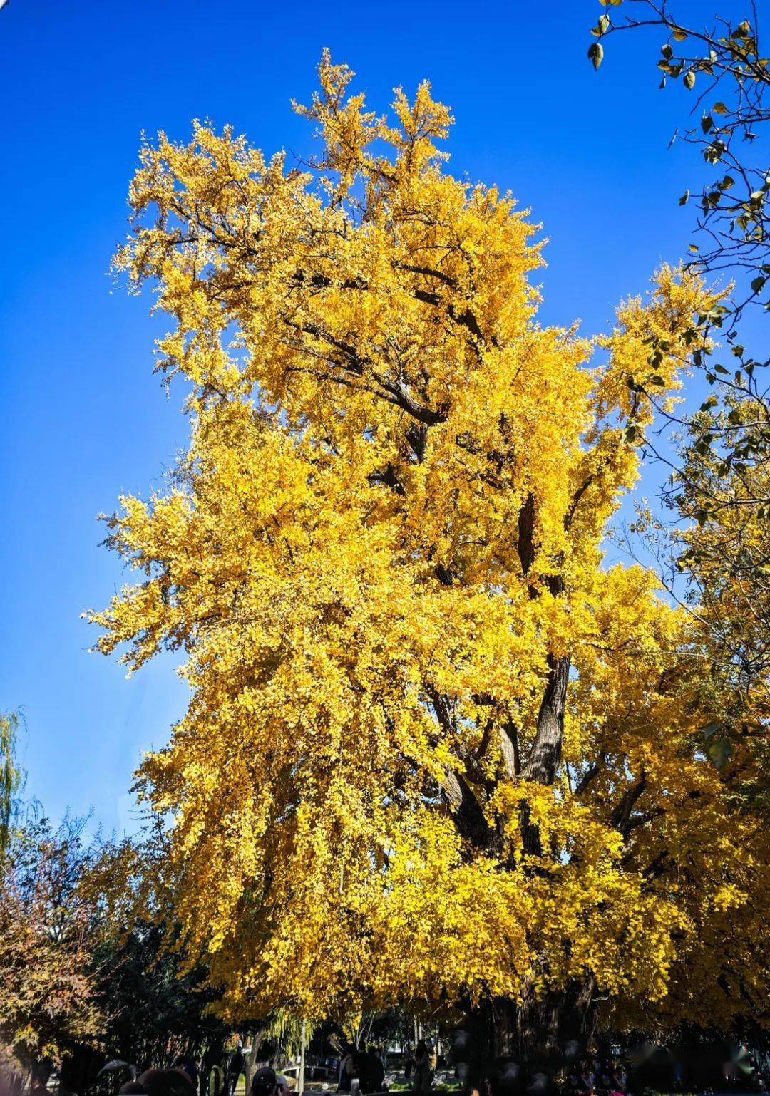 上海:千年古银杏公园_开平_鹰潭_自力村