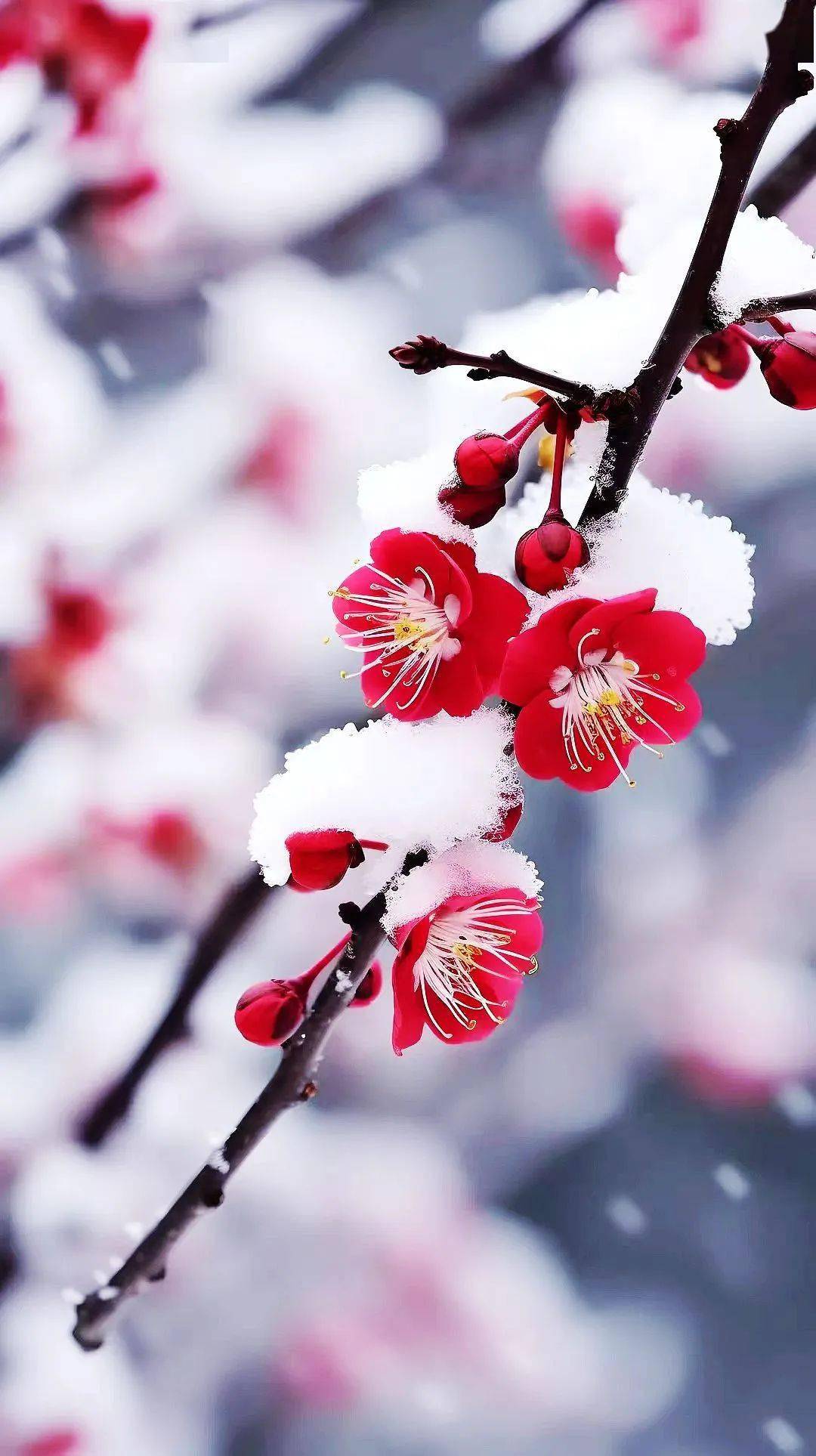 冰雪纷飞梅花红