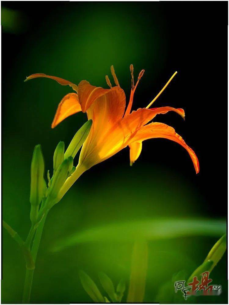 【新年快乐】花香伴元旦 花语贺新年_寓意_颜色_荷花