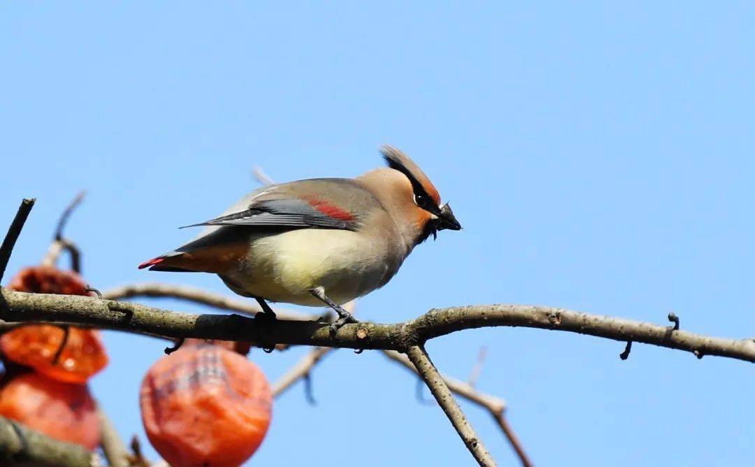 太平鳥亮相成縣_小灣村_紅色_樹木