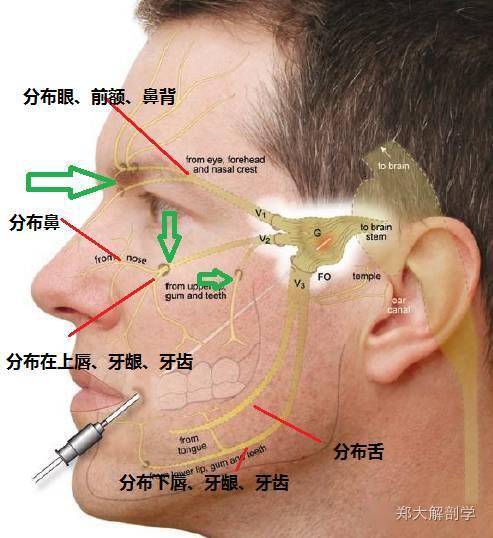 體表神經解剖:三叉神經_感覺_下頜_皮膚