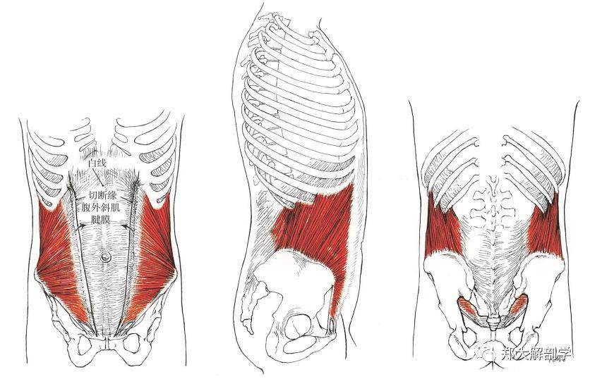 功能:雙側收縮時,腹外斜肌側束纖維可以屈曲脊柱,主要影響腰椎,後傾