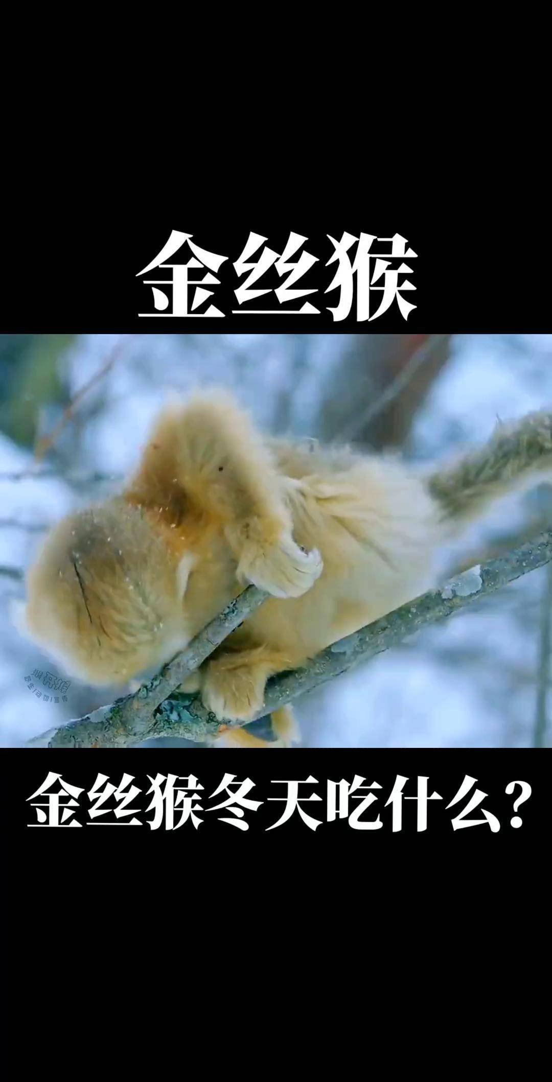 金丝猴冬天吃什么?如何过冬的!