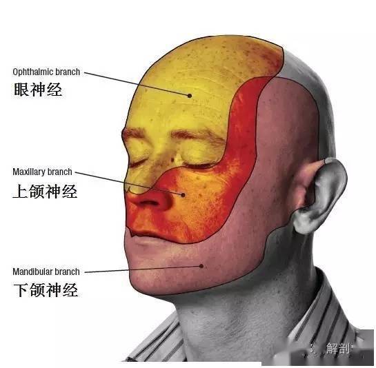 體表神經解剖:三叉神經_感覺_下頜_皮膚