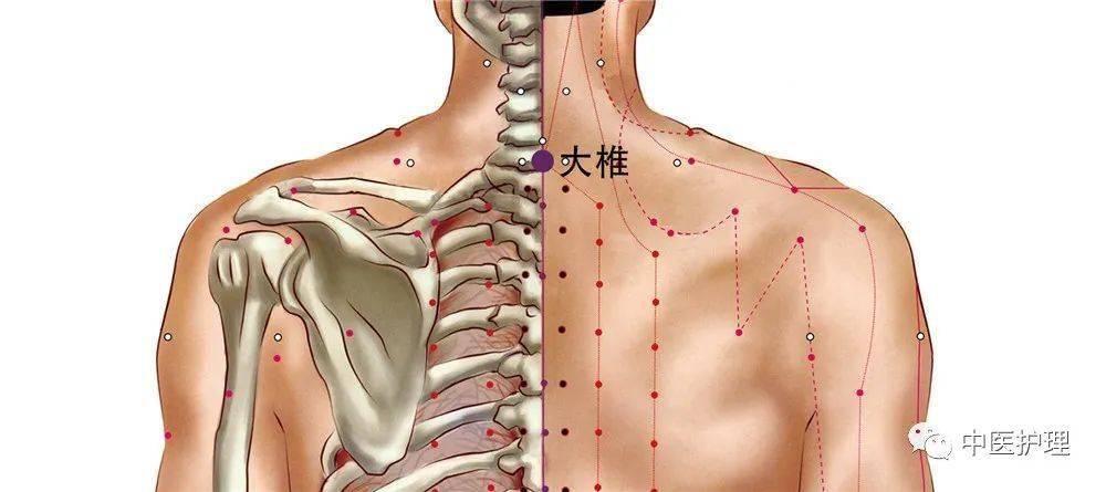 肺俞穴:位於背部,當手臂自然下垂時,咽喉部附近的最高點.