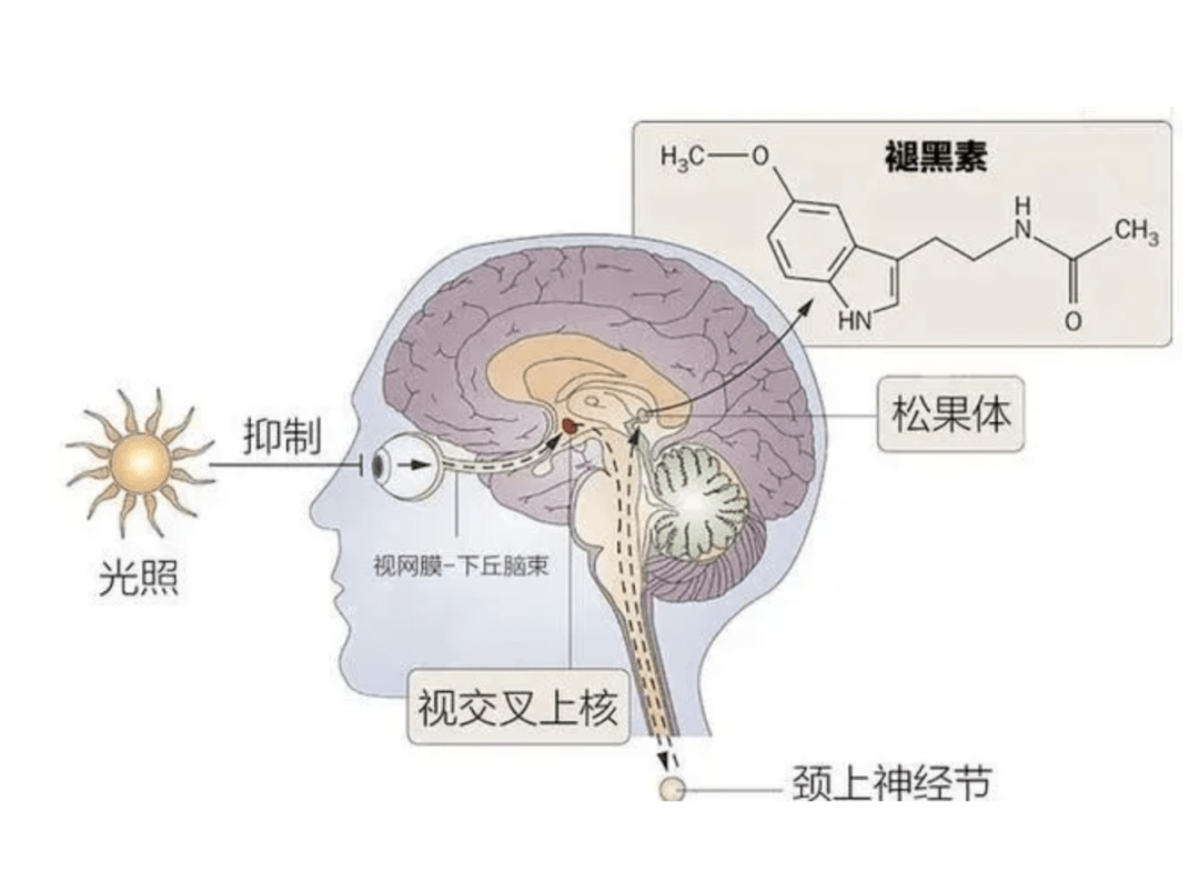 最新研究:賴床30分鐘,有助改善身體疲憊_光照_影響